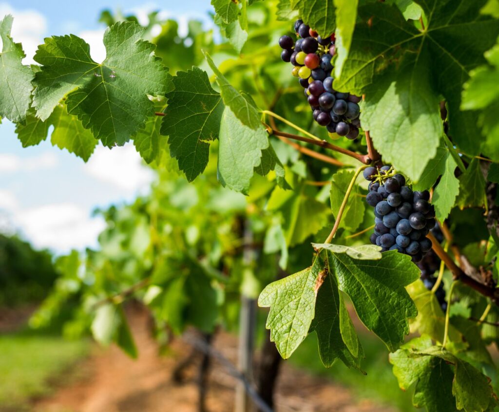 Australian Shiraz Wine: A Captivating Journey into Winemaking Excellence