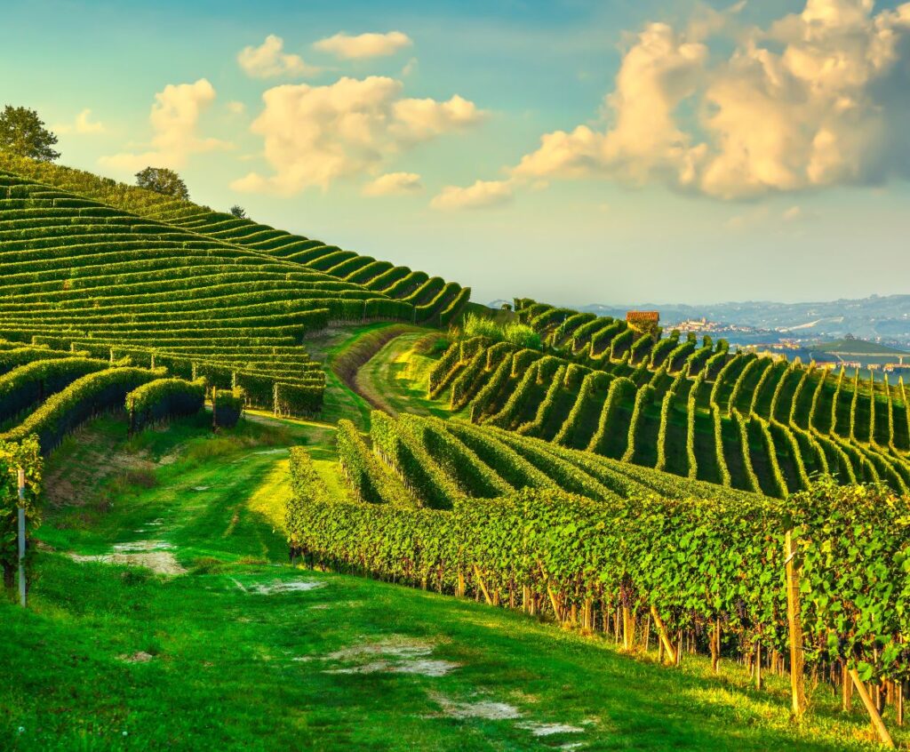 Barolo: Exploring the Majesty of Italy's Noble Red Wine