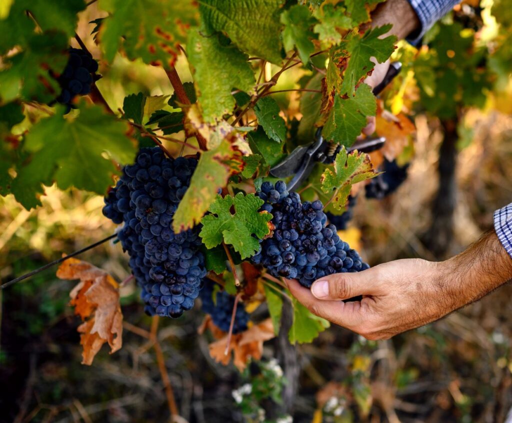 Basic Guide To The Most Known Grape Varieties