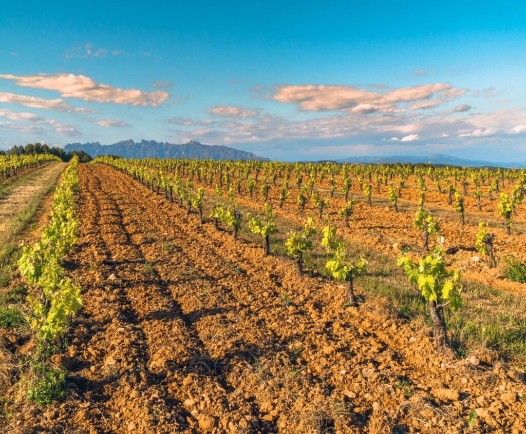 Cava Wine Unveiled: Spain's Sparkling Elegance and Tradition