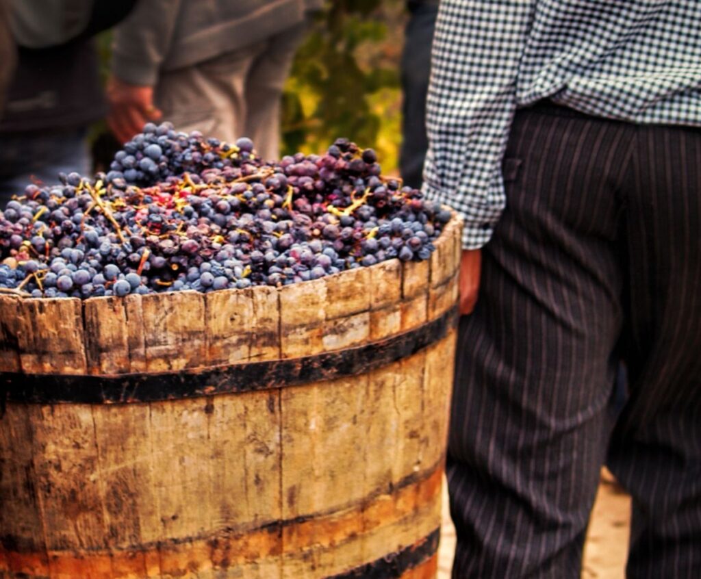 Demystifying Grape Harvesting: Frequency and Factors