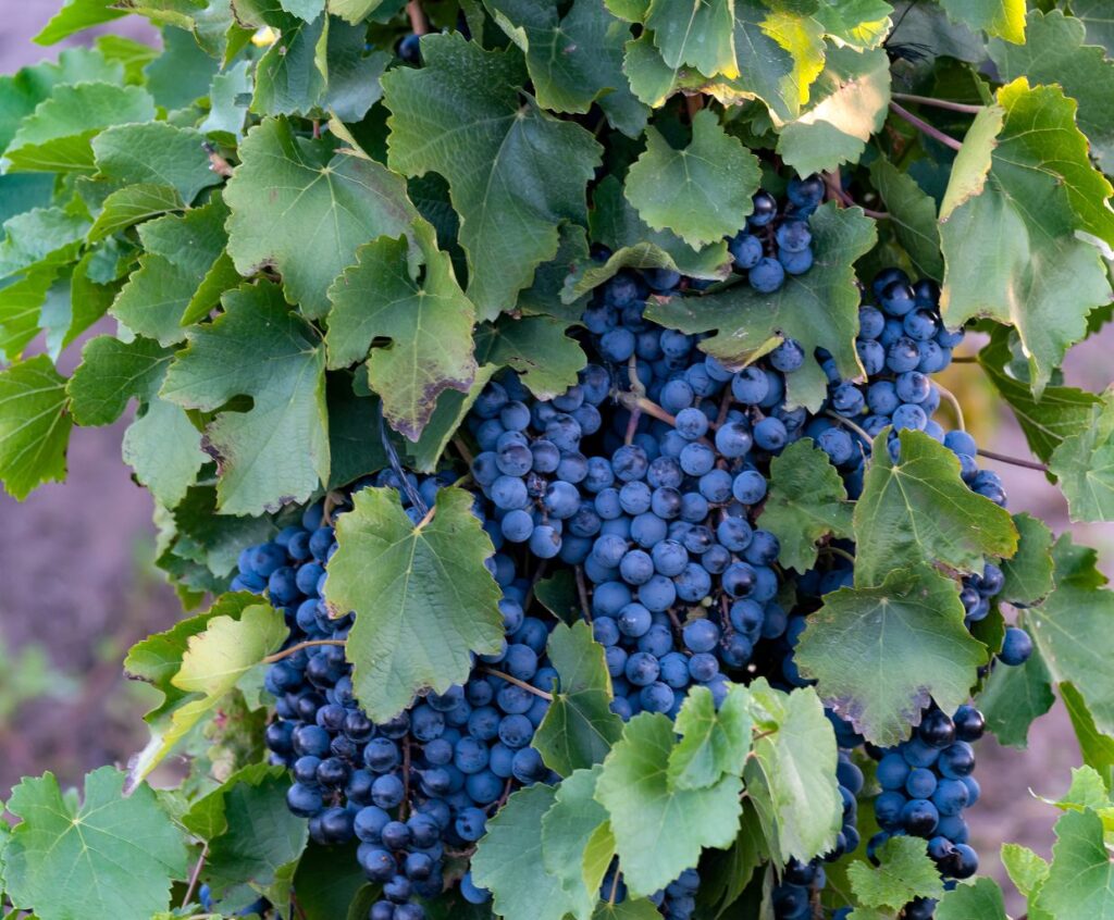 Exploring the Enchanting Malbec Grape Variety