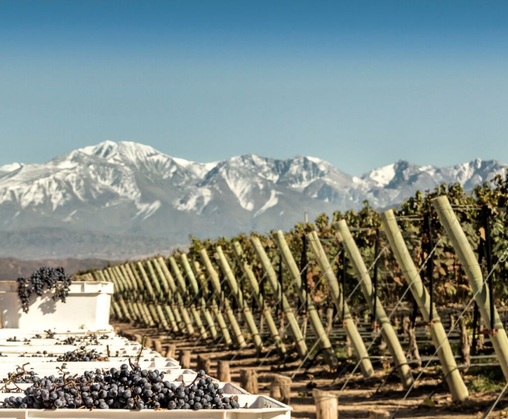 Exploring the Enchanting Malbec Grape Variety: Everything You Need to Know