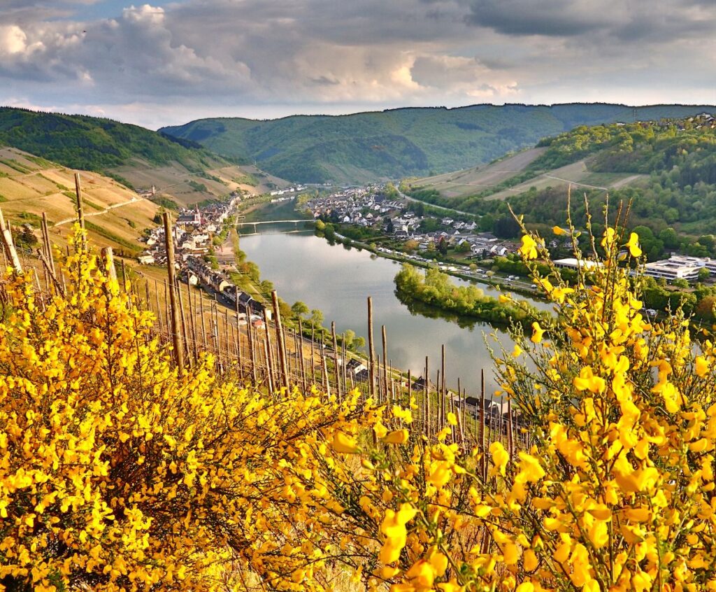 Exploring the Origins of Riesling Wine: Unveiling the Regions