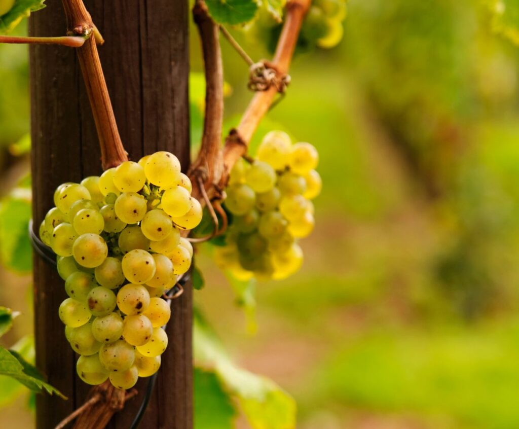 Exploring the Origins of Riesling Wine: Unveiling the Regions that Produce this Iconic White Wine