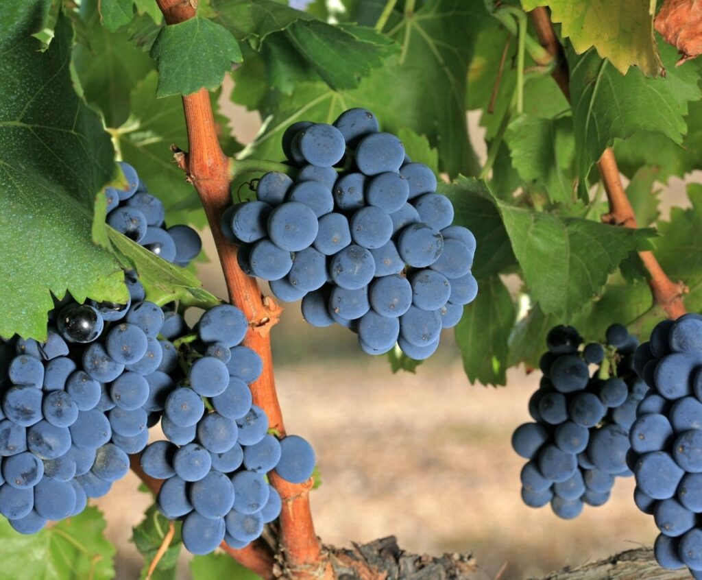 Garnacha vs. Grenache: Unveiling the Identity of a Versatile Grape