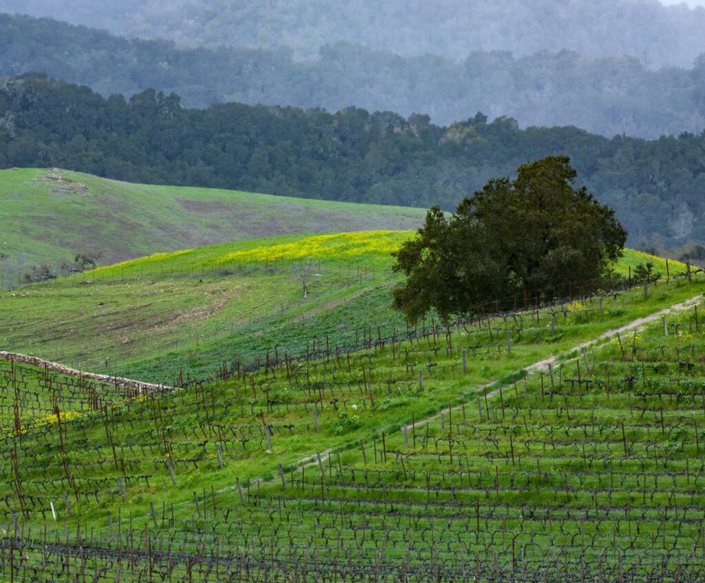 Paso Robles Wine Tasting Guide: Unveiling the Best Wineries and Vineyards for an Unforgettable Experience