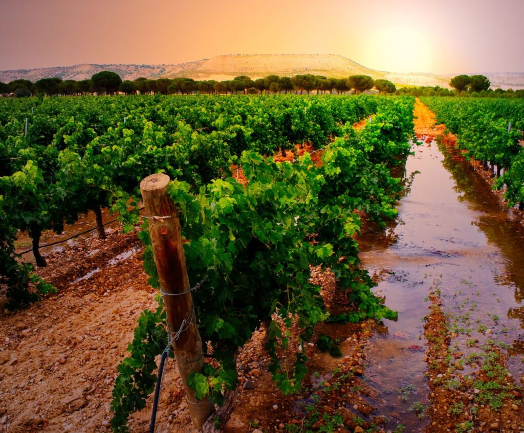 Ribera del Duero: Unveiling the Rich Flavors of Spain's Wine