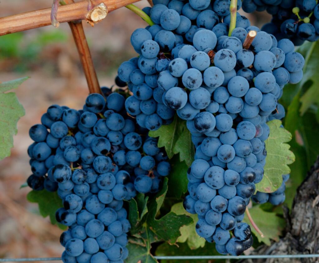 Ribera del Duero: Unveiling the Rich Flavors of Spain's Wine Gem