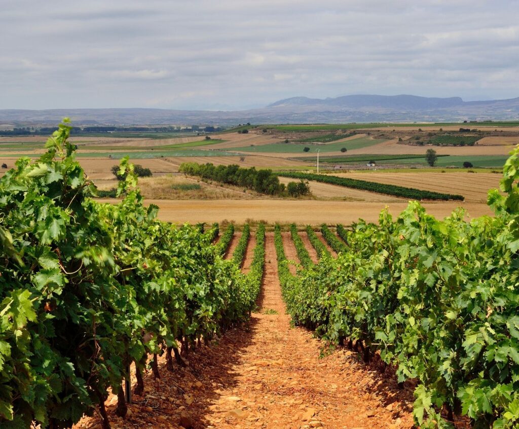 Rioja Wine - What is Behind the Label