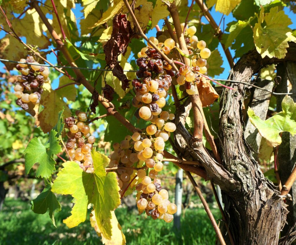 The Delights of Chablis