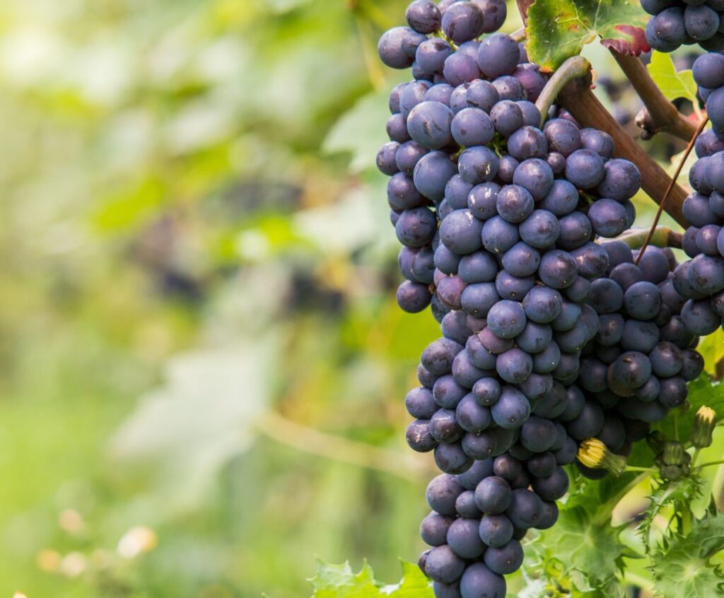 Which Wine Has the Most Resveratrol?