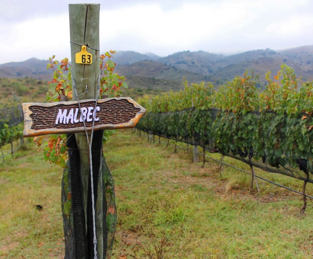 Winemaking in Argentina