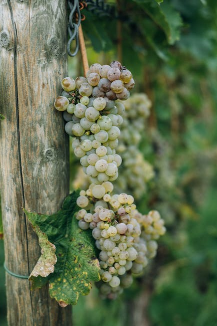 winemaking