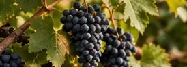 Bunches of dark grapes hanging on a vine among green leaves