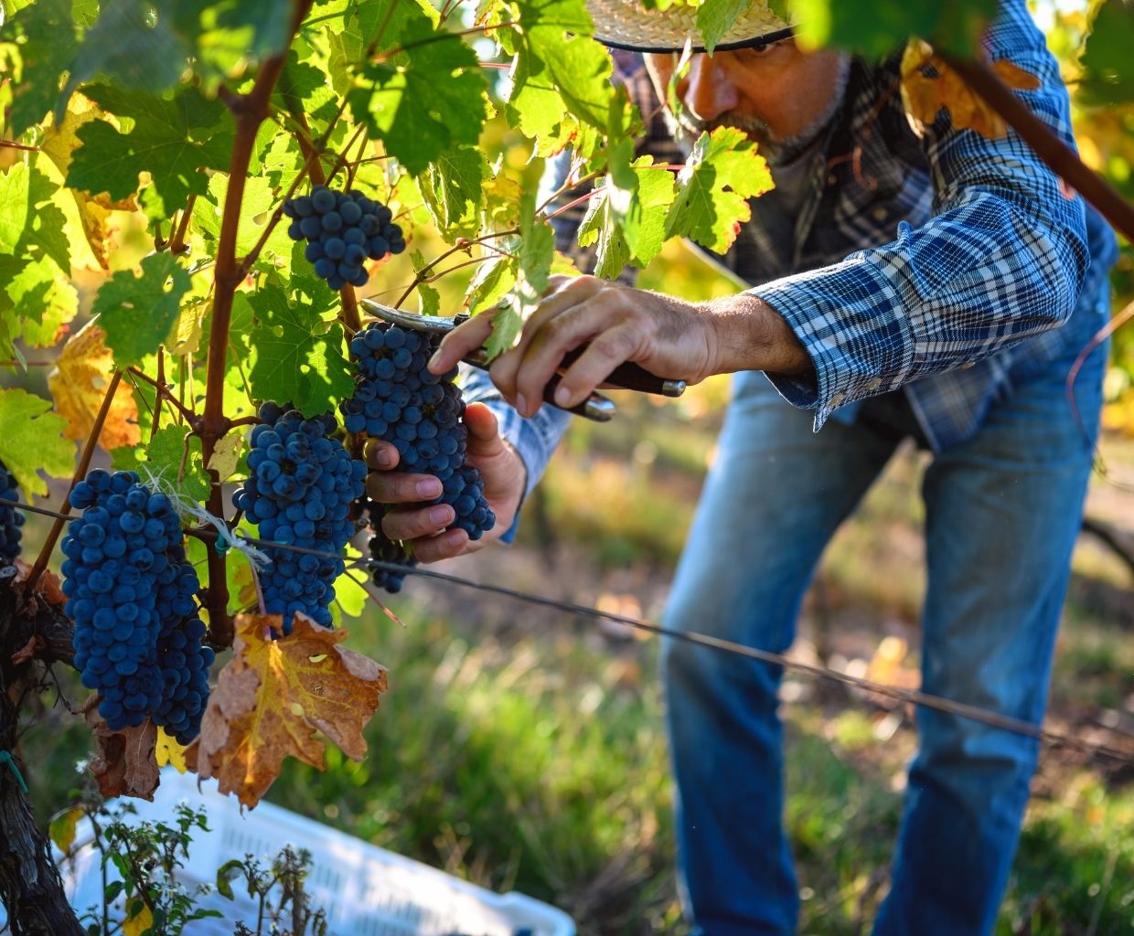 Demystifying Grape Harvesting: Frequency and Factors